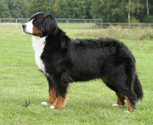 Bernese Mountain Dog 9Y236D-087.JPG